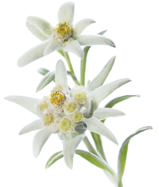 Edelweiss