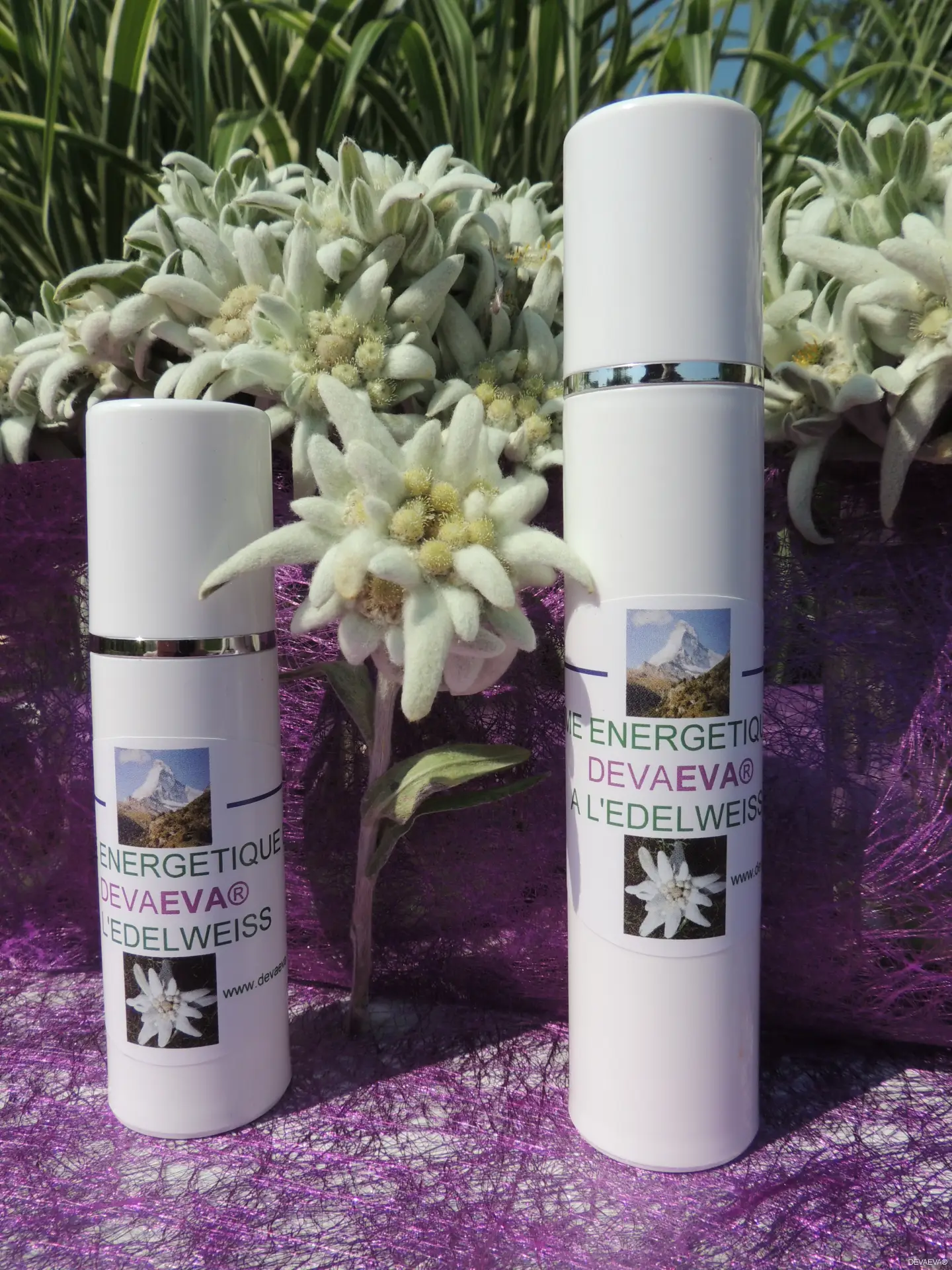 Crème Energétique Bio à l'Edelweiss